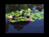 Frogs