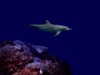 Sea Life